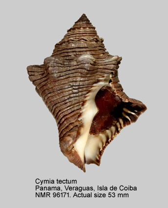 Cymia tectum.jpg - Cymia tectum (W.Wood,1828)